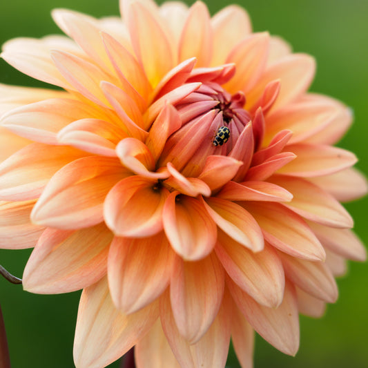Dahlia 'Shandy'