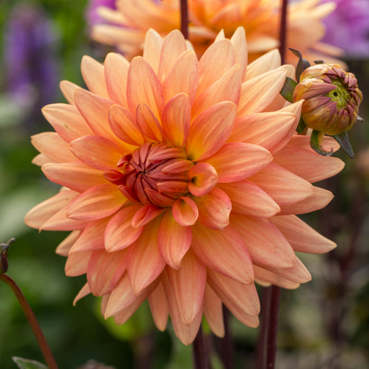 Dahlia 'Shandy' - Hardy's Cottage Garden Plants