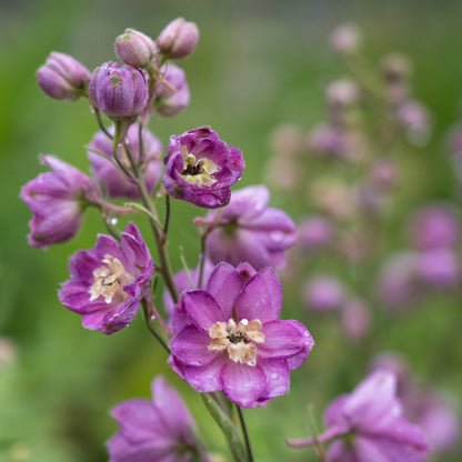 Delphinium Astolat Group - Hardy's Cottage Garden Plants