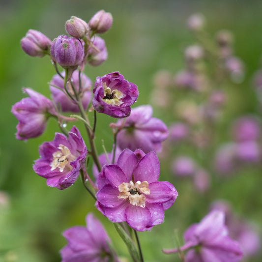 Delphinium Astolat Group