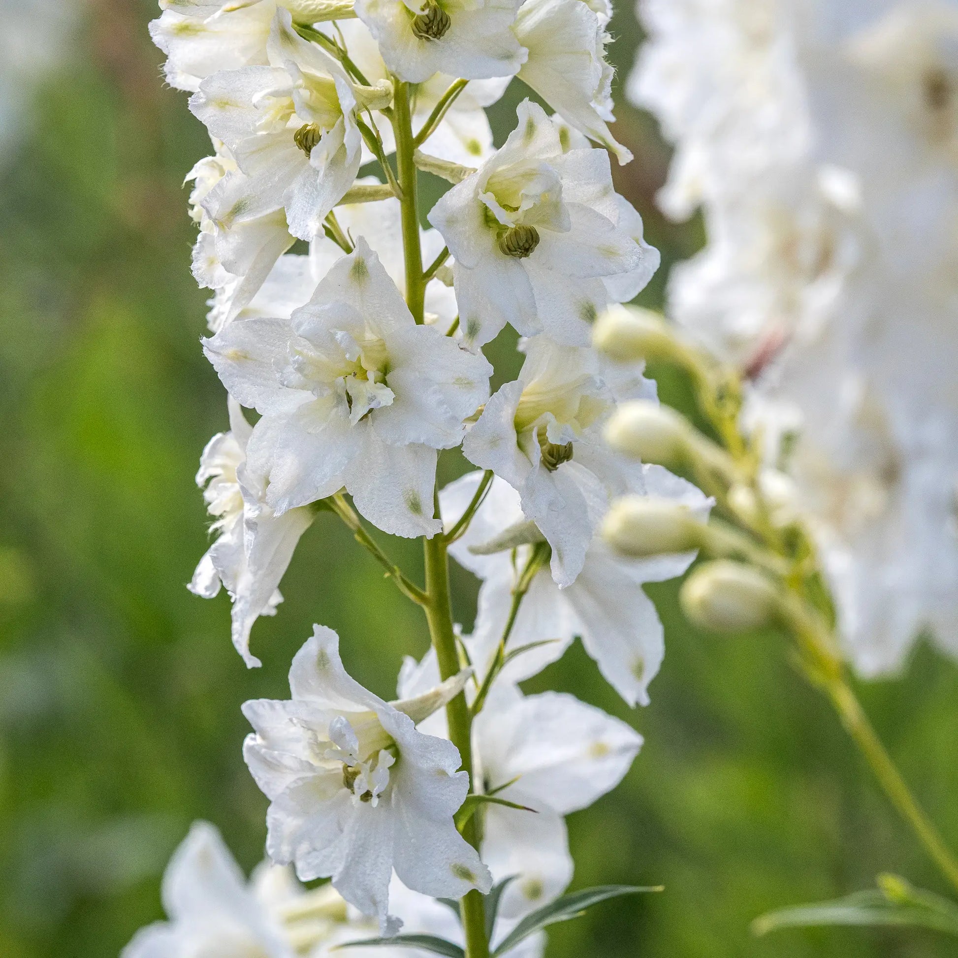 Delphinium Galahad Group tall white flower spikes in a cottage garden border