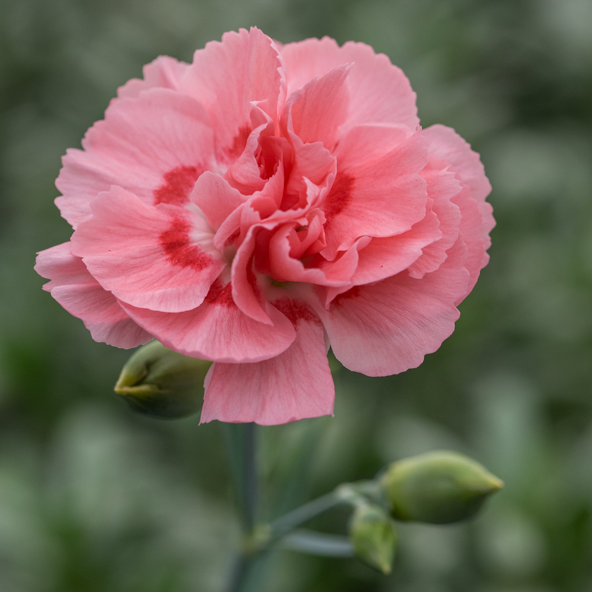 Dianthus (Allwoodii Group) 'Doris' - Hardy's Cottage Garden Plants