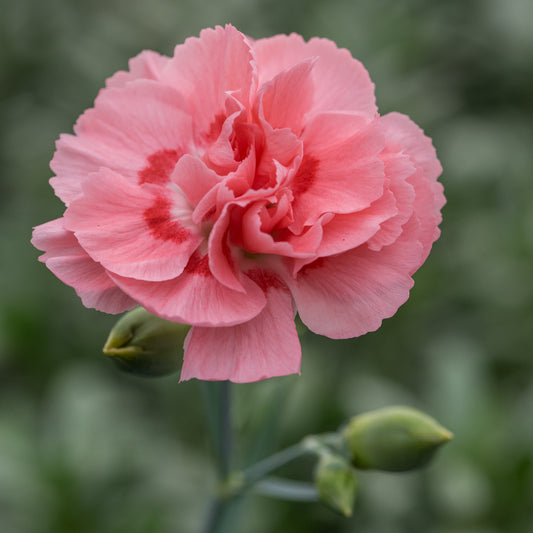 Dianthus (Allwoodii Group) 'Doris'