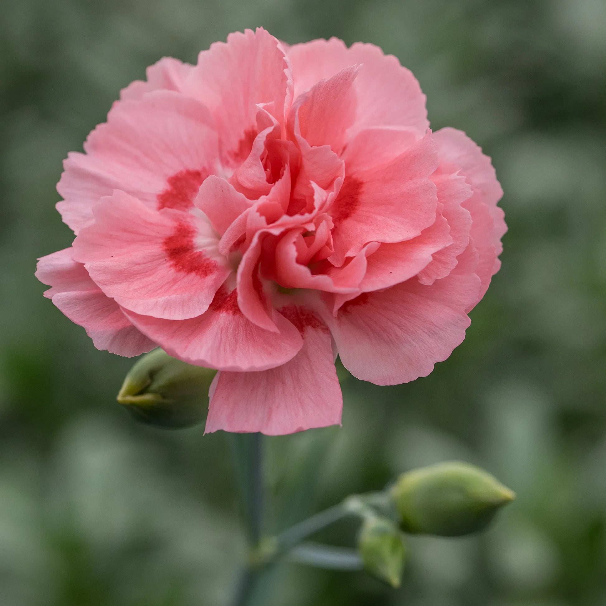 Dianthus Allwoodii Group Doris pale pink double flowers with red-tinted base above grey-green foliage