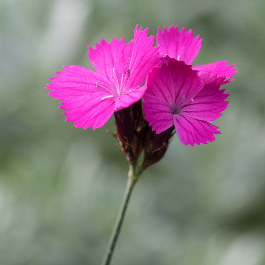 Dianthus carthusianorum - Hardy's Cottage Garden Plants