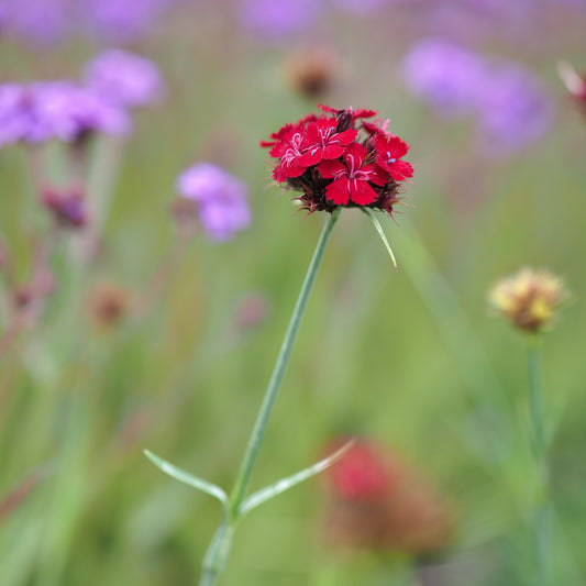 Dianthus cruentus