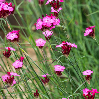Dianthus carthusianorum - Hardy's Cottage Garden Plants