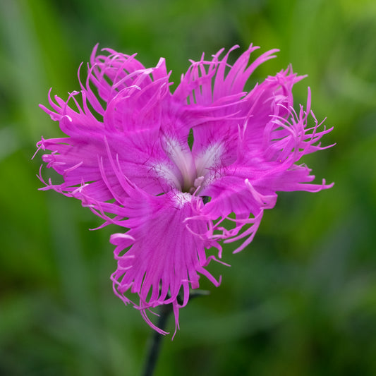 Dianthus superbus 'Primadonna'