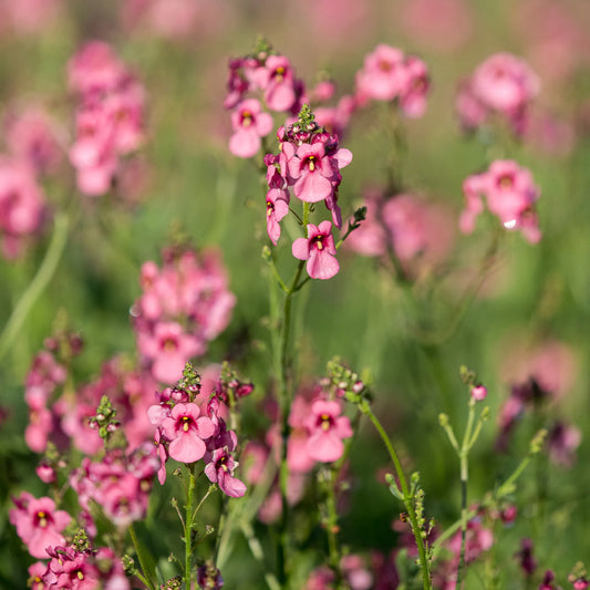 Diascia 'Hopleys' — dusky pink flowers with dark red-pink centres on tall upright stems, photographed in a border setting