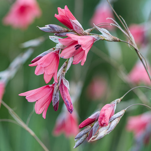Dierama igneum