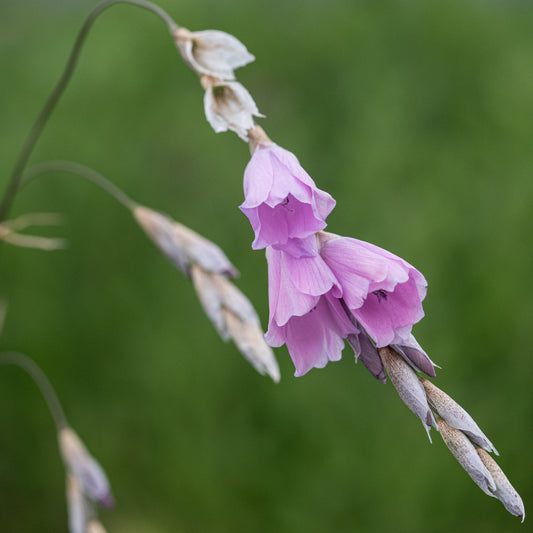 Dierama pulcherrimum