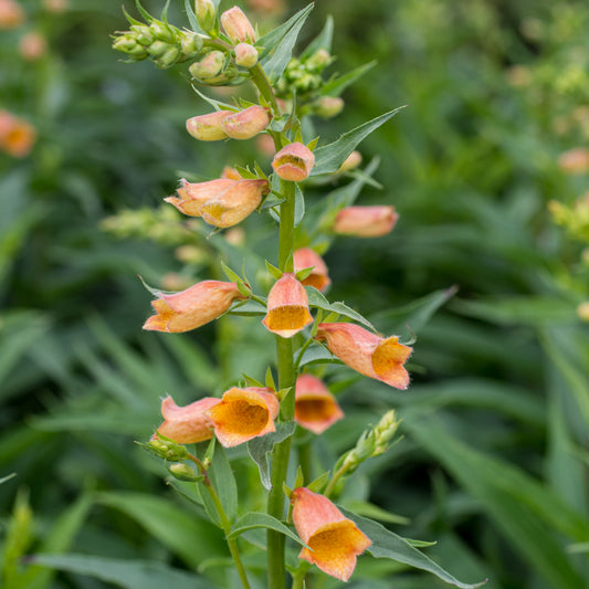 Digitalis Goldcrest ('Waldigone'PBR)