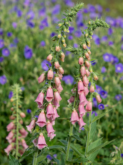 Digitalis × mertonensis - Hardy's Cottage Garden Plants