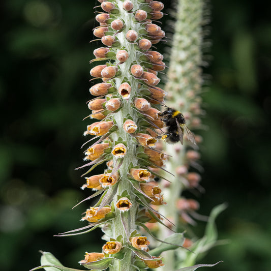 Digitalis parviflora Jacq.