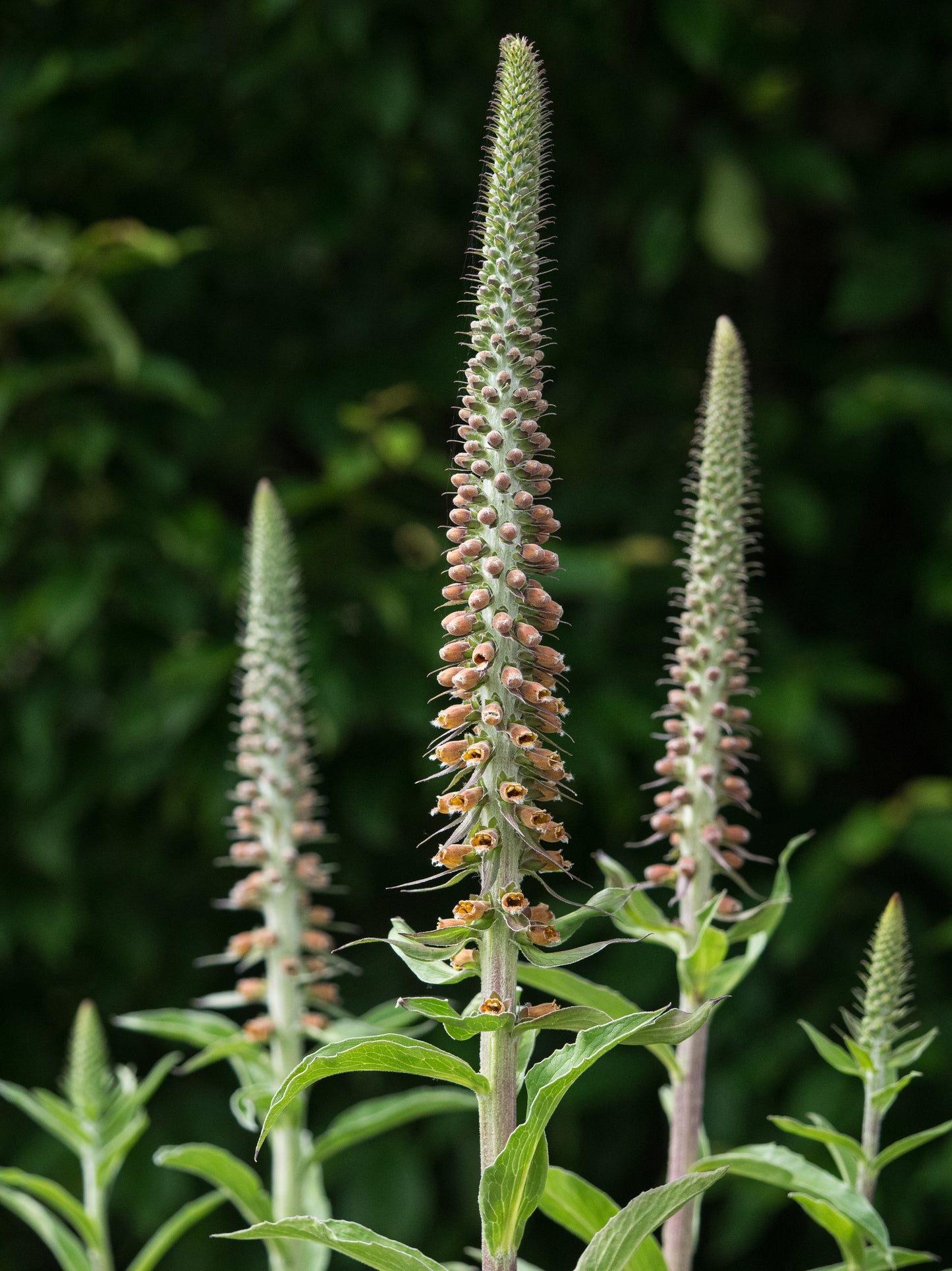 Digitalis parviflora Jacq.