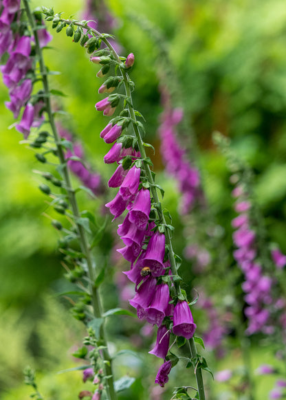 Digitalis purpurea - Hardy's Cottage Garden Plants