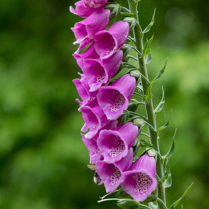 Digitalis purpurea - Hardy's Cottage Garden Plants