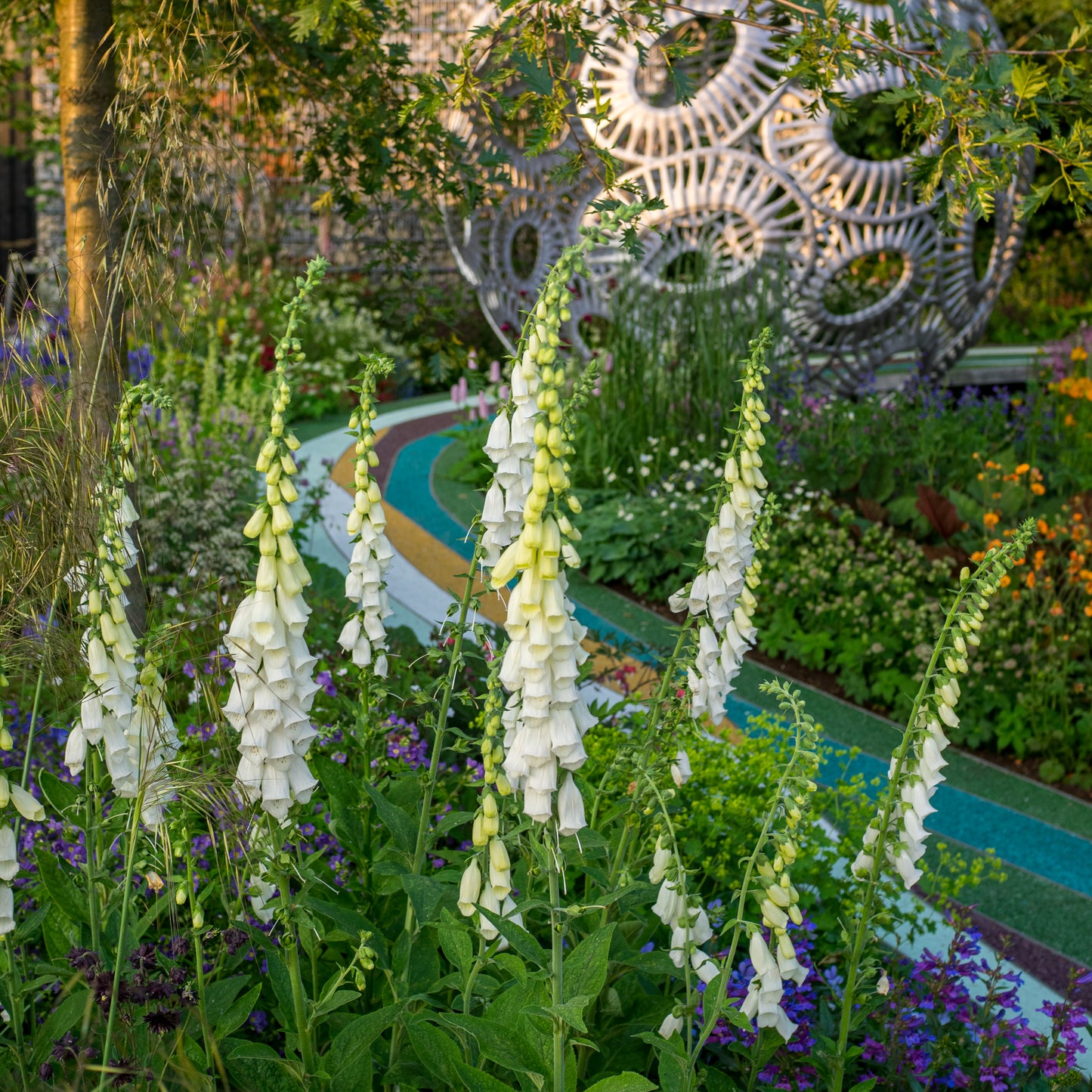 Digitalis purpurea f. albiflora - Hardy's Cottage Garden Plants