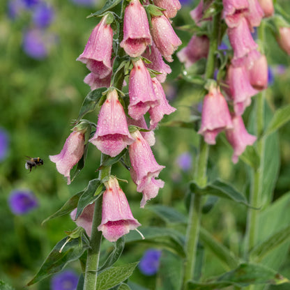 Digitalis × mertonensis - Hardy's Cottage Garden Plants
