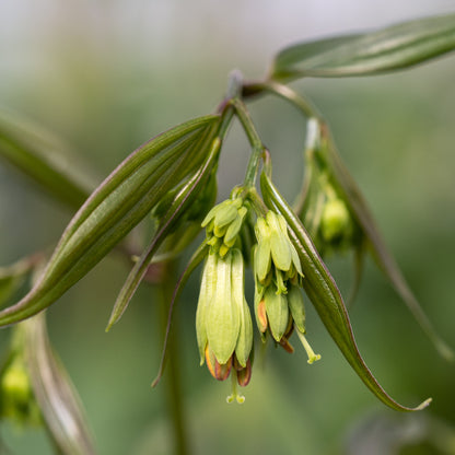 Disporum longistylum 'Green Giant' - Hardy's Cottage Garden Plants
