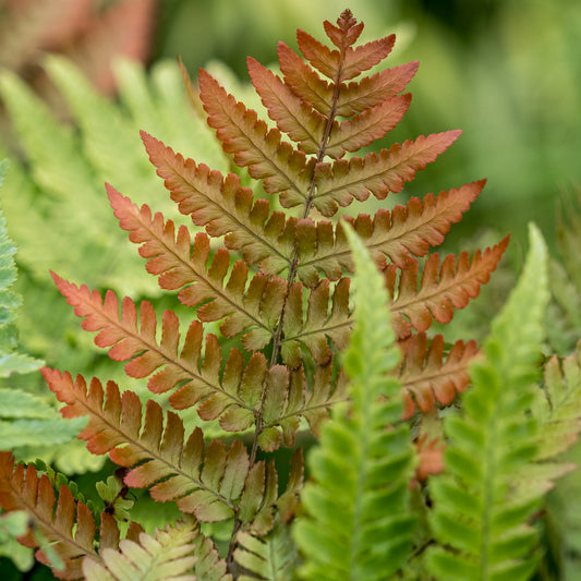 Dryopteris erythrosora