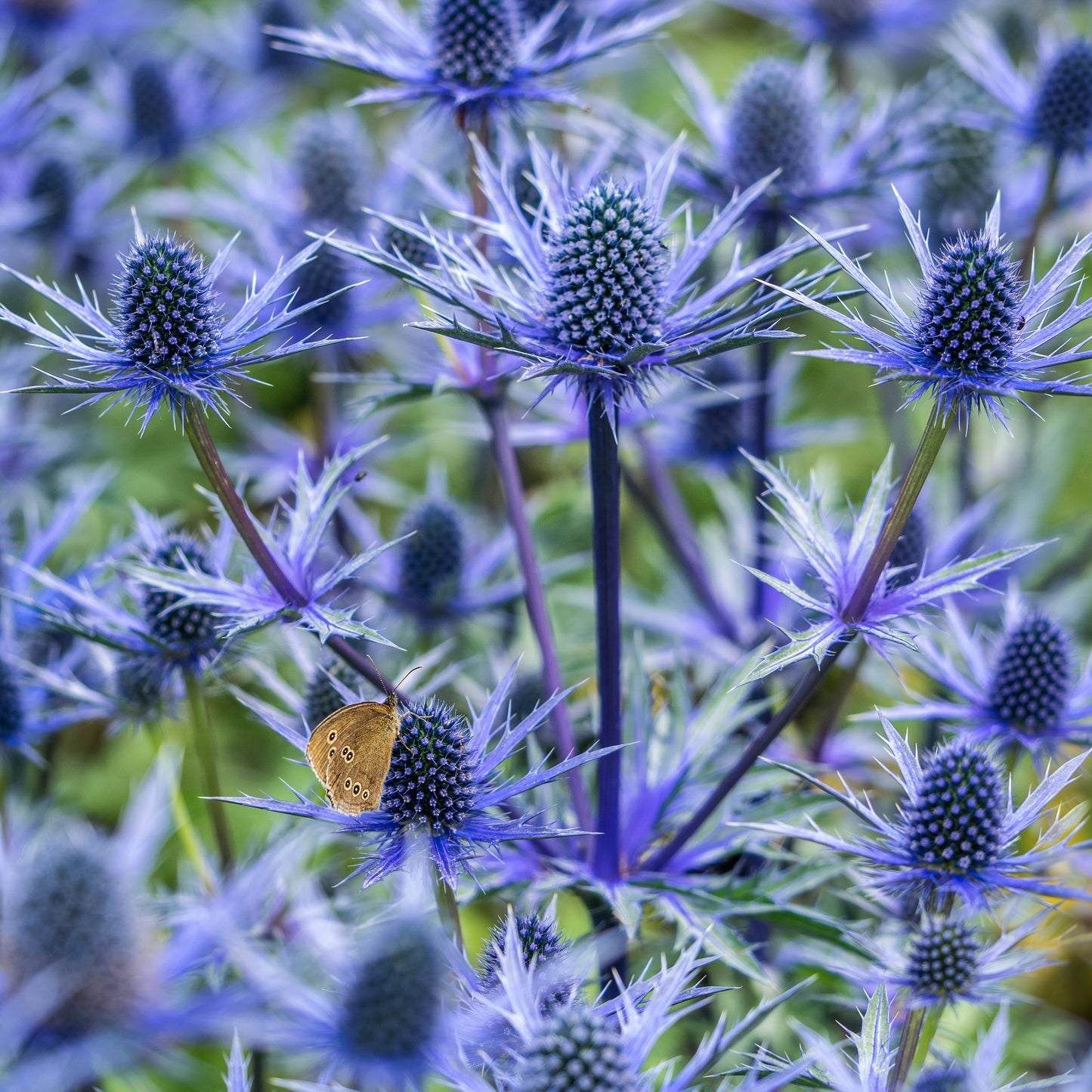 Eryngium × olivierianum Big Blue ( 'Myersblue'PBR) - Hardy's Cottage Garden Plants