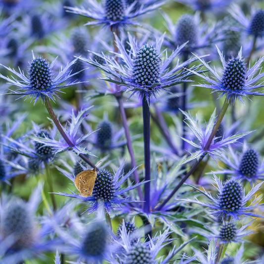 Eryngium × olivierianum Big Blue ( 'Myersblue'PBR)