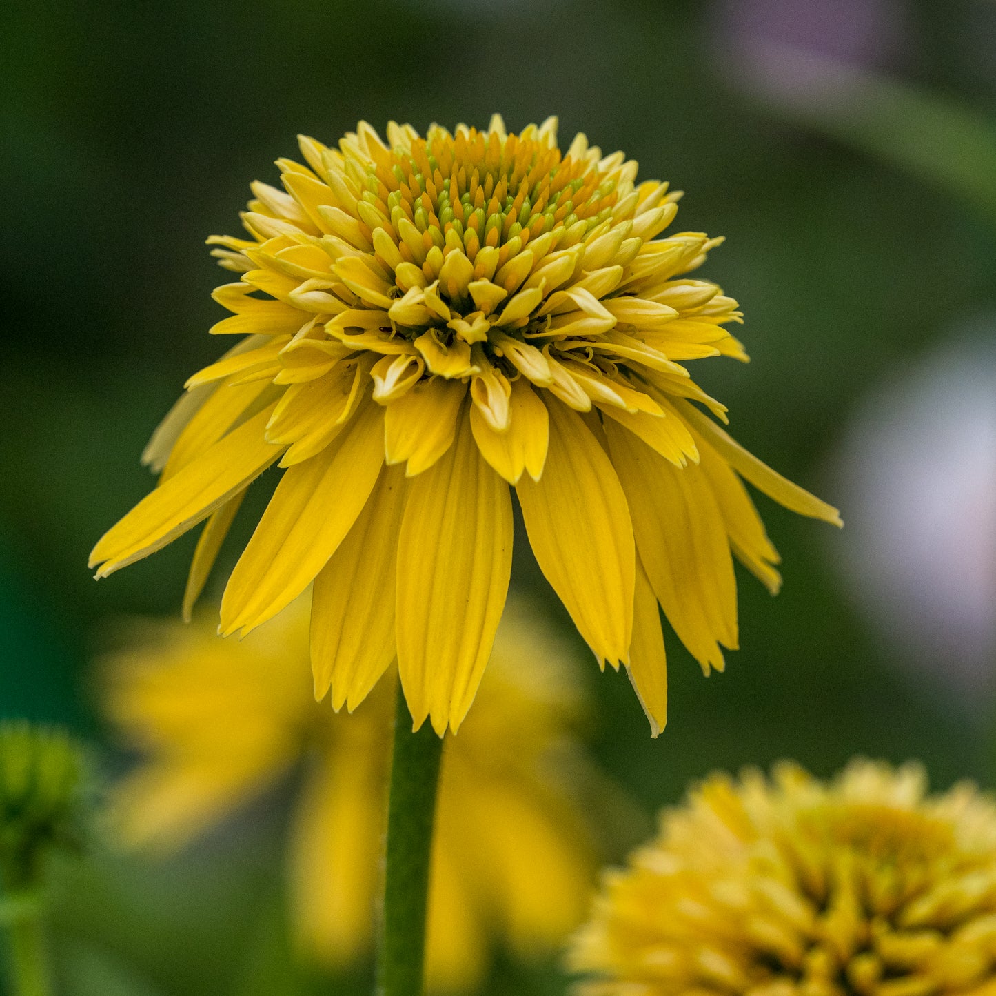 Echinacea 'Eccentric Yellow' ('Noectwo'PBR) (d)'