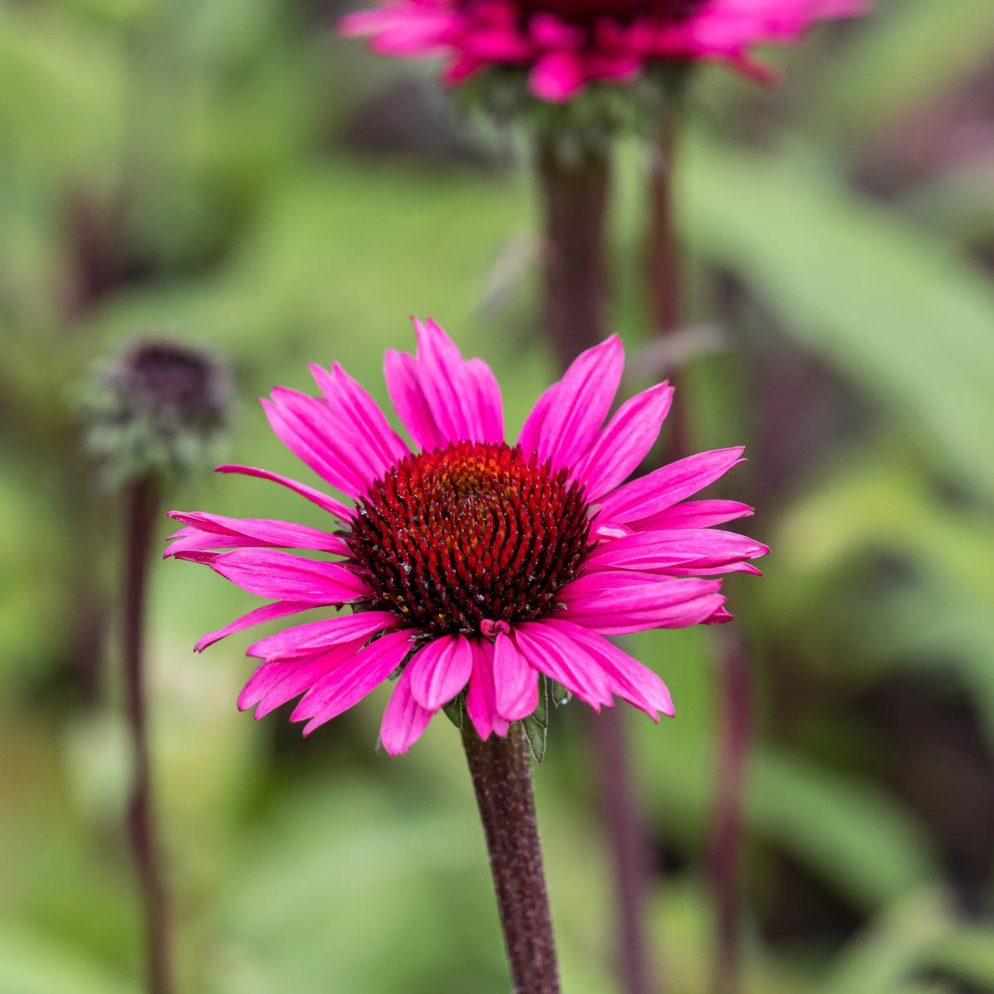 Echinacea purpurea 'Fatal Attraction' — vivid magenta-pink coneflower with a deep red-brown spiny cone on a near-black stem