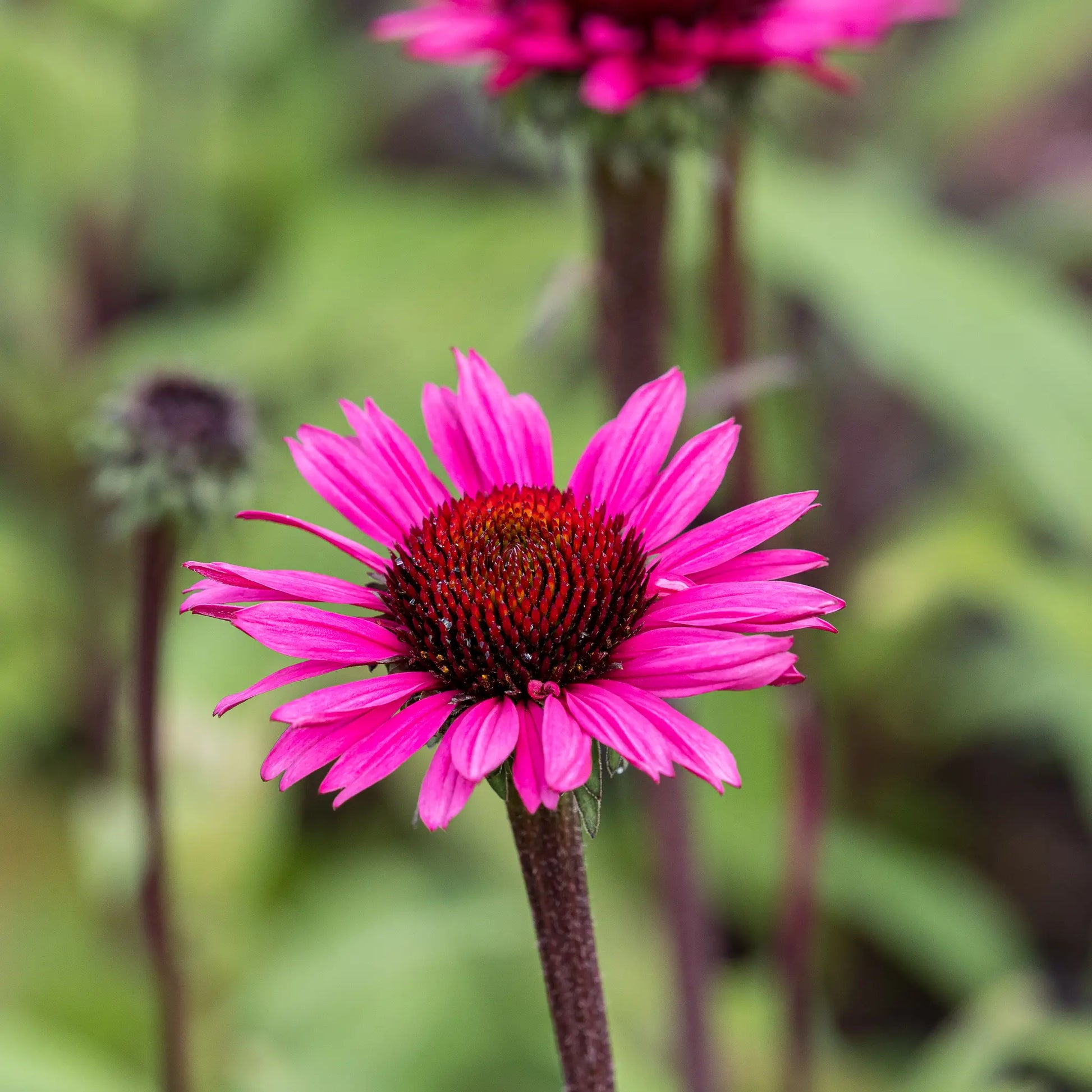 Echinacea purpurea 'Fatal Attraction' — vivid magenta-pink coneflower with a deep red-brown spiny cone on a near-black stem