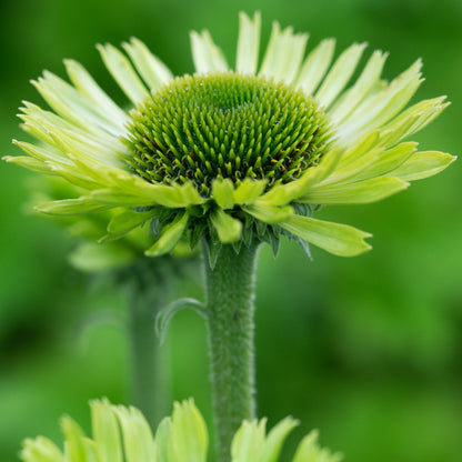 Echinacea  purpurea 'Green Jewel' - Hardy's Cottage Garden Plants