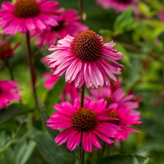 Echinacea purpurea 'Sensation Pink' — vivid magenta-pink coneflowers with dark brown central cones, shown in full summer flower