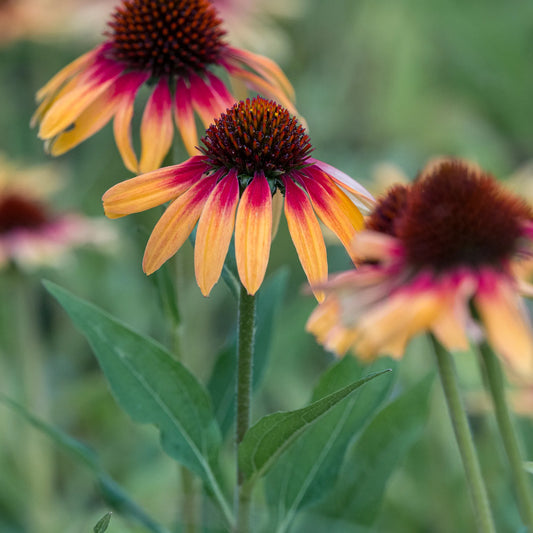 Echinacea SunSeekers Tequila Sunrise bi-colour daisy flowers with orange-red to yellow petals and dark reddish-brown central cone