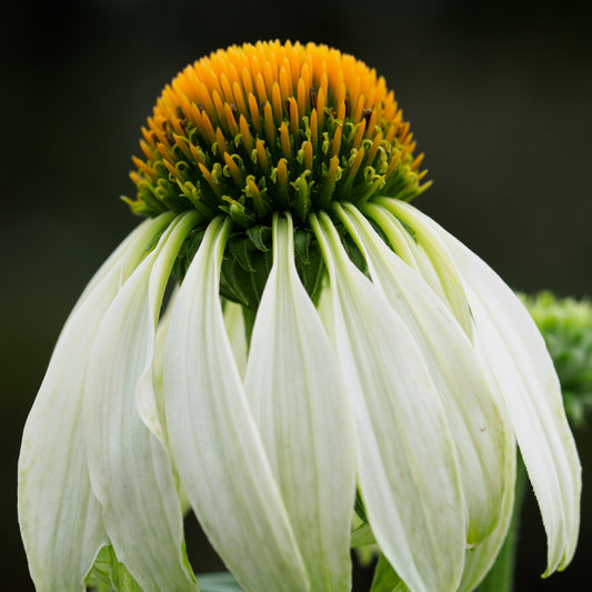 Echinacea purpurea 'White Swan'