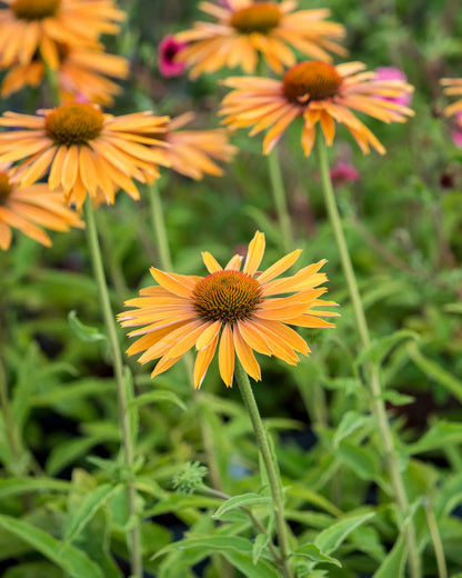 Echinacea 'Big Kahuna' PBR - Hardy's Cottage Garden Plants