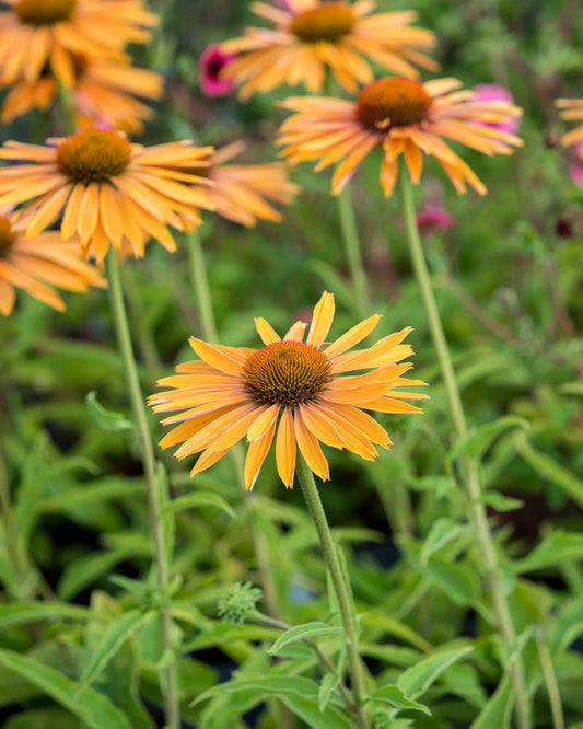 Echinacea 'Big Kahuna' PBR - Hardy's Cottage Garden Plants