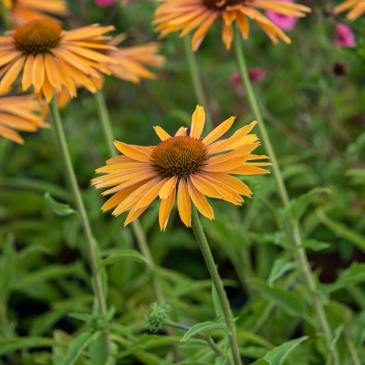 Echinacea 'Big Kahuna' PBR - Hardy's Cottage Garden Plants