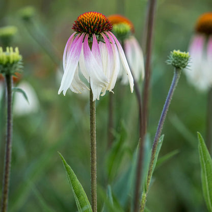 EEchinacea JS Engeltje close up of cone flower showing white to deep pink petal colouring