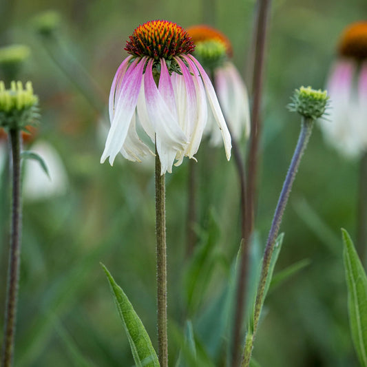 EEchinacea JS Engeltje close up of cone flower showing white to deep pink petal colouring