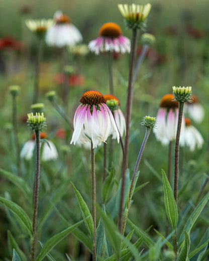 Echinacea purpurea 'JS Engeltje' — white to soft pink reflexed petals drooping from a warm orange-brown cone, naturalistically planted in a mixed border
