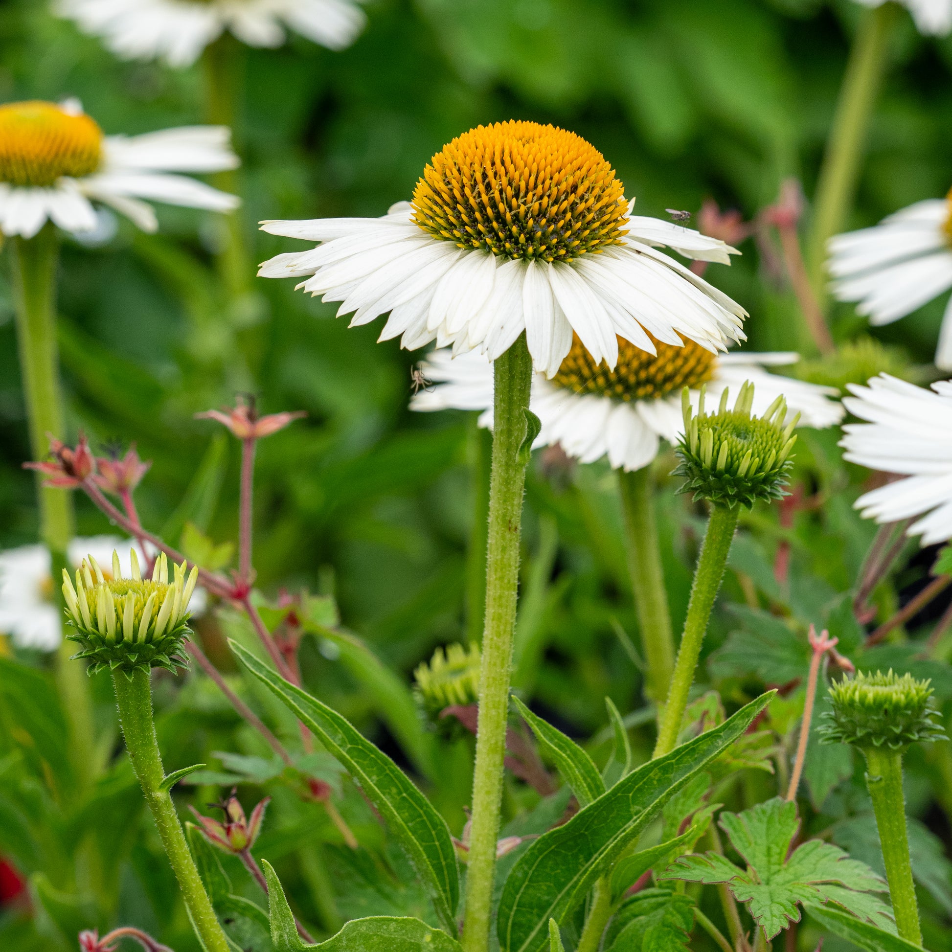 Echinacea 'Meditation White' PBR - Hardy's Cottage Garden Plants