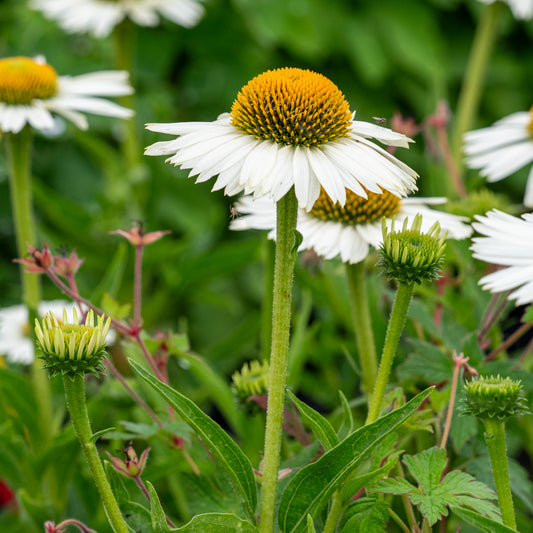 Echinacea 'Meditation White' PBR - Hardy's Cottage Garden Plants