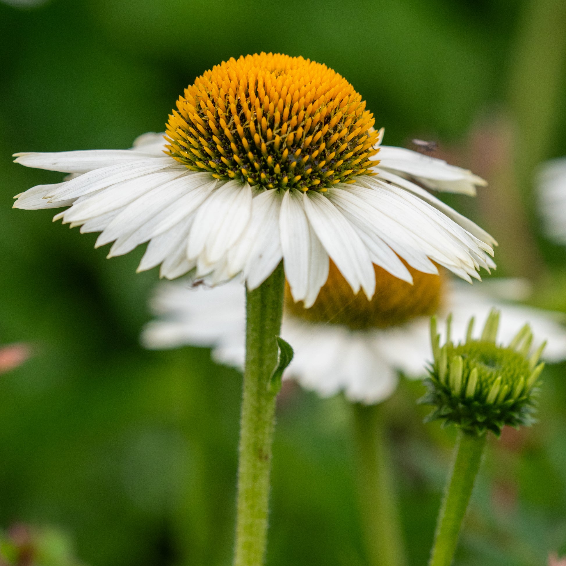 Echinacea 'Meditation White' PBR - Hardy's Cottage Garden Plants