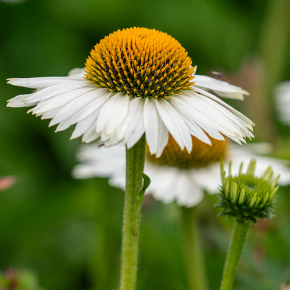 Echinacea 'Meditation White' PBR - Hardy's Cottage Garden Plants