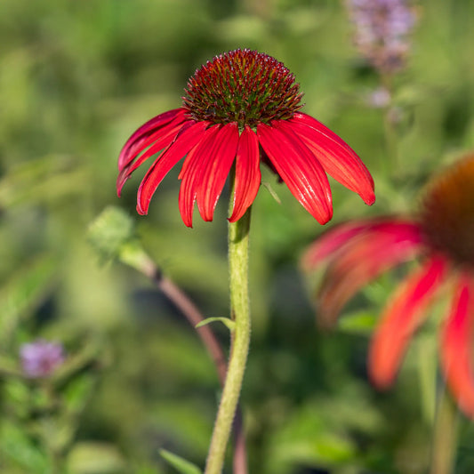 Echinacea 'Tomato Soup' PBR with large, deep coral-red daisy flowers and a prominent dark central cone