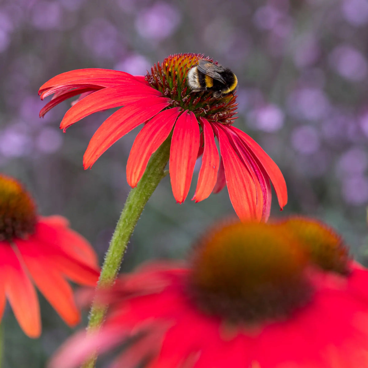 A bumblebee feeding on Echinacea 'Tomato Soup' PBR, showing vivid tomato-red petals and a rusty copper cone, with soft purple bokeh in the background