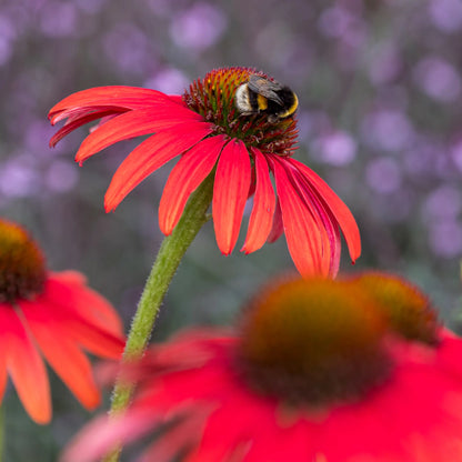 A bumblebee feeding on Echinacea 'Tomato Soup' PBR, showing vivid tomato-red petals and a rusty copper cone, with soft purple bokeh in the background