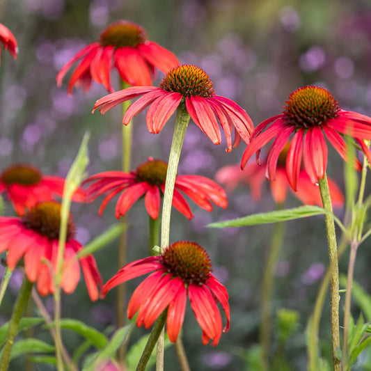Echinacea 'Tomato Soup' PBR - Hardy's Cottage Garden Plants