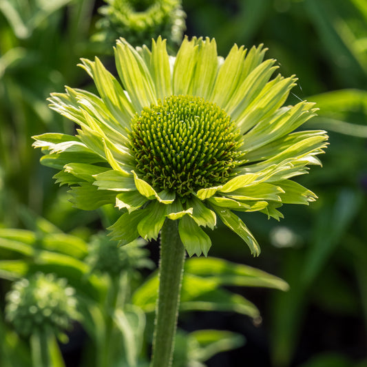 Echinacea  purpurea 'Green Jewel' - Hardy's Cottage Garden Plants