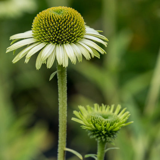 Echinacea purpurea 'Green Jewel' - Hardy's Cottage Garden Plants